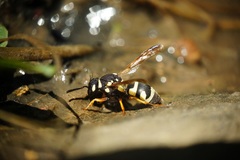 Parodontodynerus ephippium