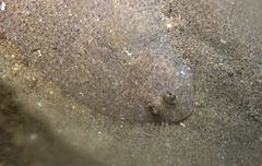 Arnoglossus laterna