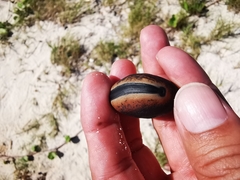 Mucuna urens