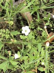 Hydrophylloideae