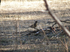 Turdus falcklandii magellanicus