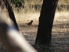 Turdus falcklandii magellanicus