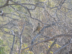 Turdus falcklandii magellanicus