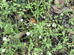 Hydrophylloideae