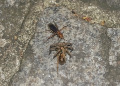 Hymenoptera