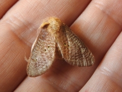 Doratifera quadriguttata