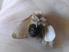 Doratifera quadriguttata