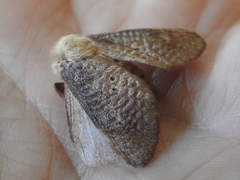 Doratifera quadriguttata