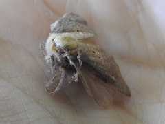 Doratifera quadriguttata