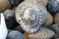 Siphonaria lessonii
