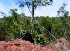 Pachydactylus affinis