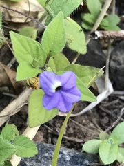 Browallia americana