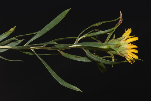 Image of Oonopsis foliosa by (c) Brian Finzel, some rights reserved (CC BY-SA)
