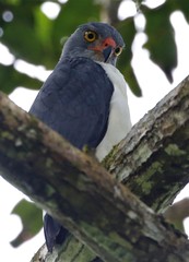 Leucopternis semiplumbeus