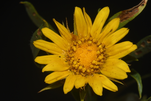 Image of Oonopsis foliosa by (c) Brian Finzel, some rights reserved (CC BY-SA)