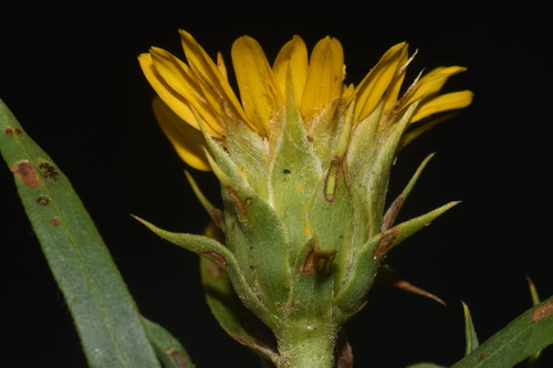 Image of Oonopsis foliosa by (c) Brian Finzel, some rights reserved (CC BY-SA)