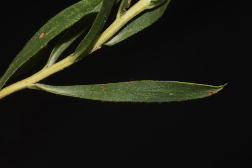 Image of Oonopsis foliosa by (c) Brian Finzel, some rights reserved (CC BY-SA)