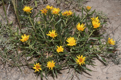 Leafy False Goldenweed (Oonopsis foliosa)