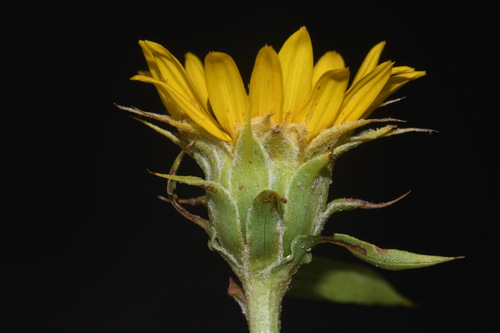 Image of Oonopsis foliosa by (c) Brian Finzel, some rights reserved (CC BY-SA)