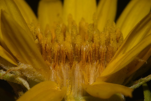 Image of Oonopsis foliosa by (c) Brian Finzel, some rights reserved (CC BY-SA)