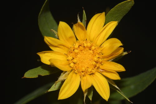 Image of Oonopsis foliosa by (c) Brian Finzel, some rights reserved (CC BY-SA)