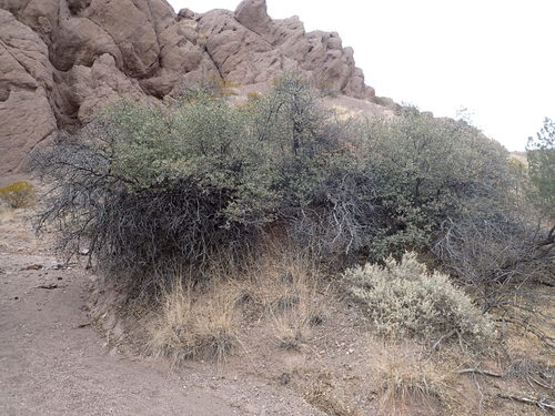 Sonoran scrub oak