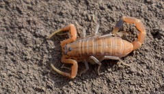 Uroplectes planimanus