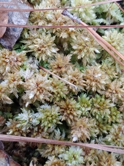 Sphagnum perichaetiale