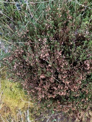 Calluna vulgaris