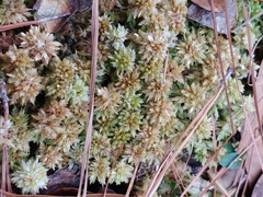 Sphagnum perichaetiale