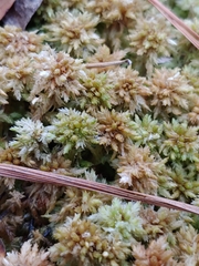 Sphagnum perichaetiale