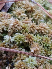 Sphagnum perichaetiale