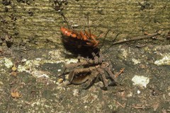 Hymenoptera