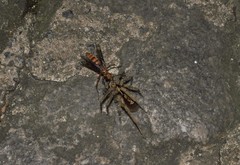Hymenoptera