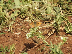 Melitaea ornata