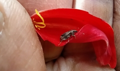 Chalepistes spermophilus