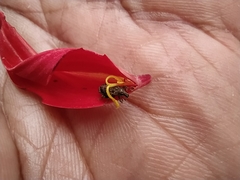 Chalepistes spermophilus