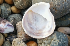 Crepipatella dilatata