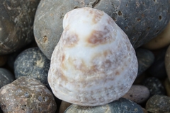 Crepipatella dilatata