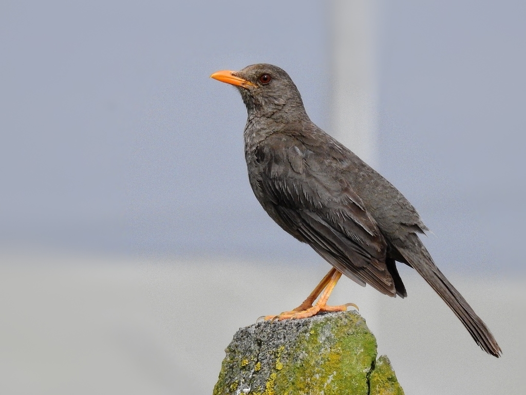 Chiguanco Thrush photo