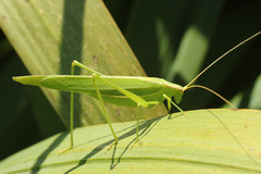 Hyperophora major
