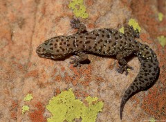 Pachydactylus capensis