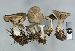 Rhodocybe pallidogrisea