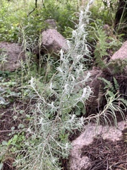 Baccharis artemisioides