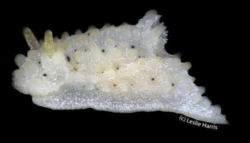 Salt-and-pepper Doris