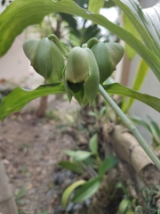 Catasetum macroglossum