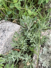 Senecio ceratophylloides