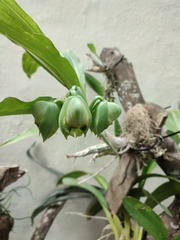 Catasetum macroglossum
