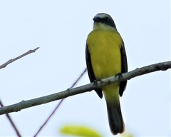 Myiozetetes cayanensis hellmayri