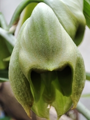 Catasetum macroglossum